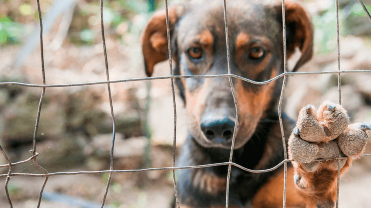 APROVADO! Alerta sobre maus tratos aos animais em pet shops